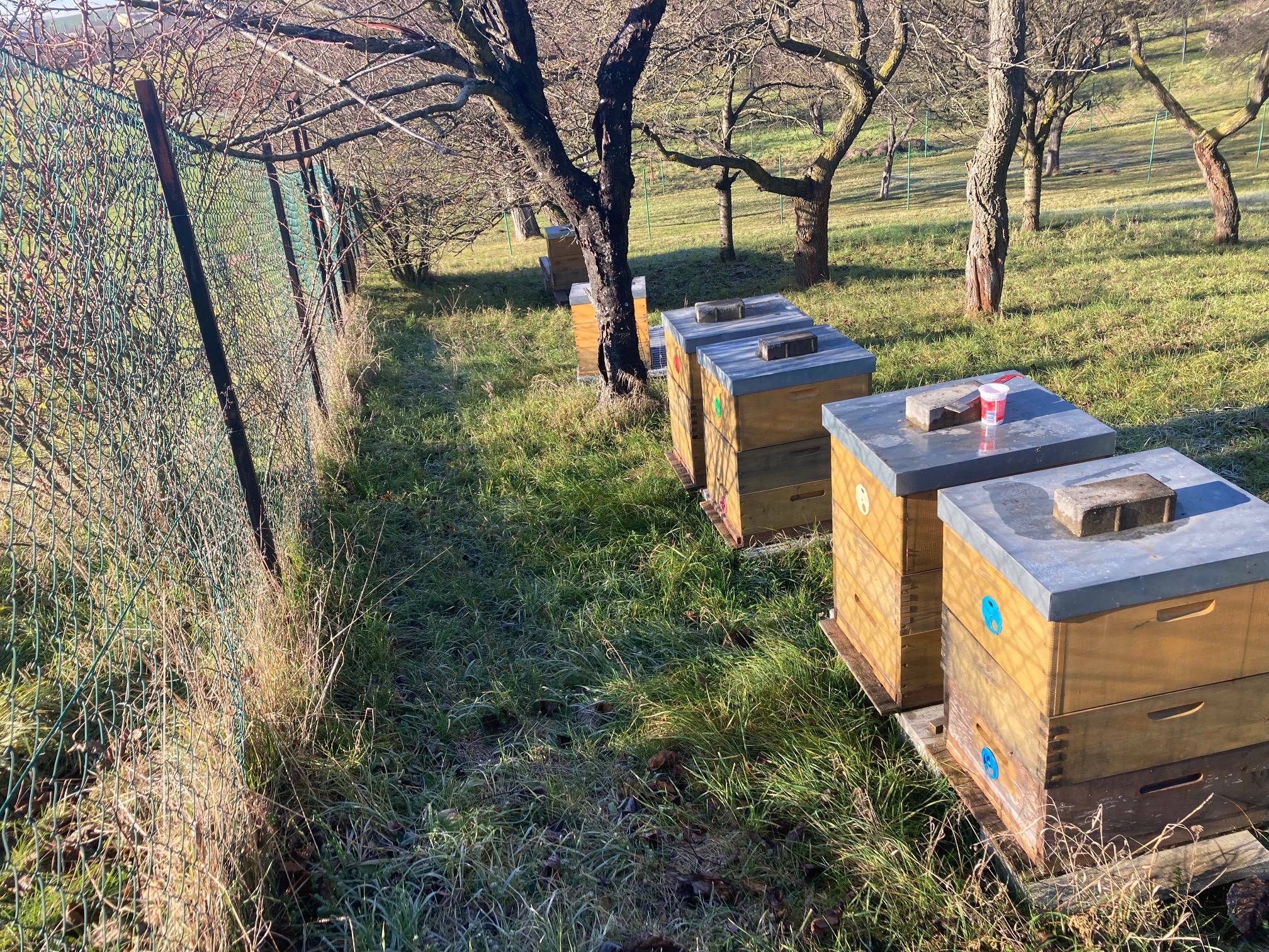 Včelnice v přírodě